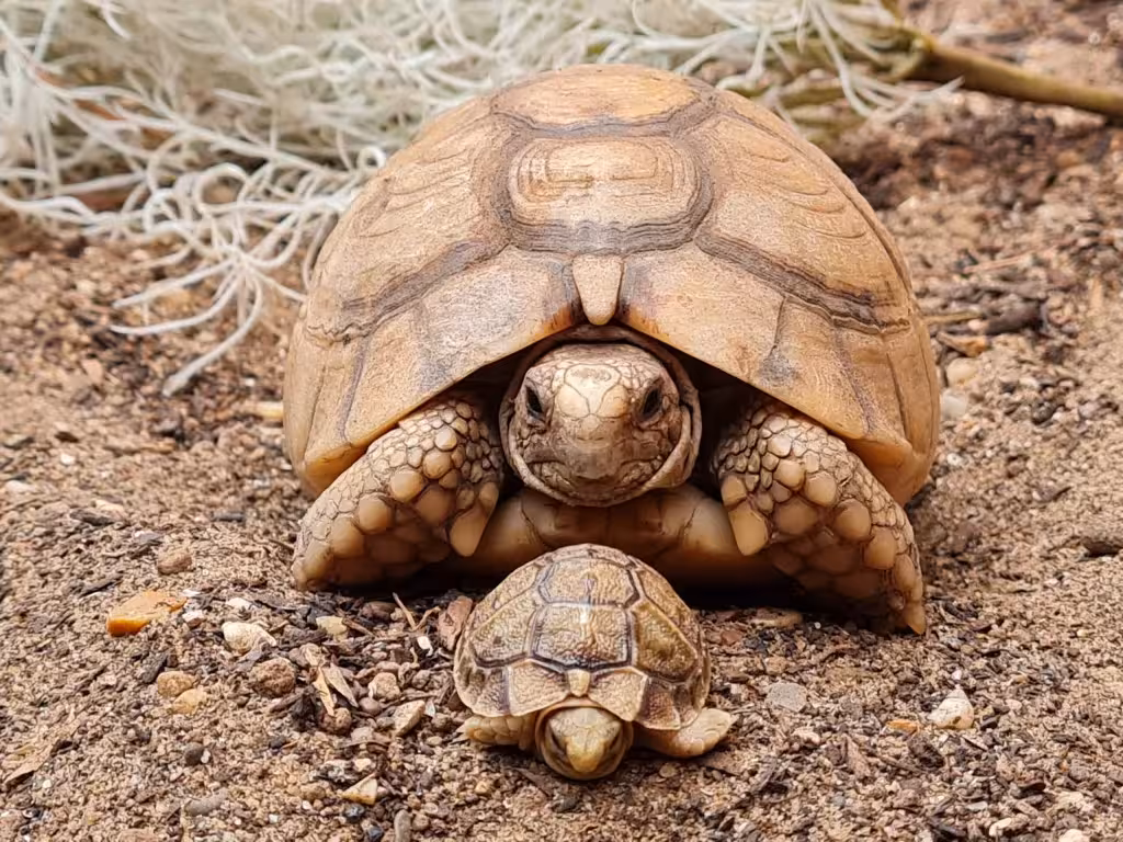 Tortoise